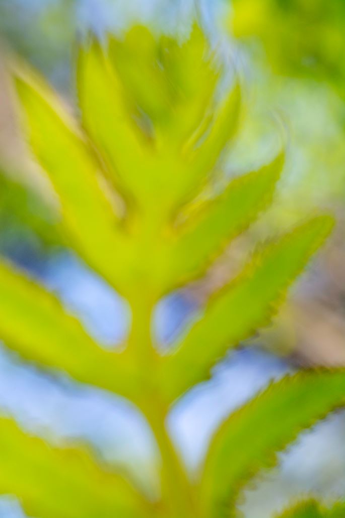 "Flutter" - closeup of a fern by Alicia Bergeron